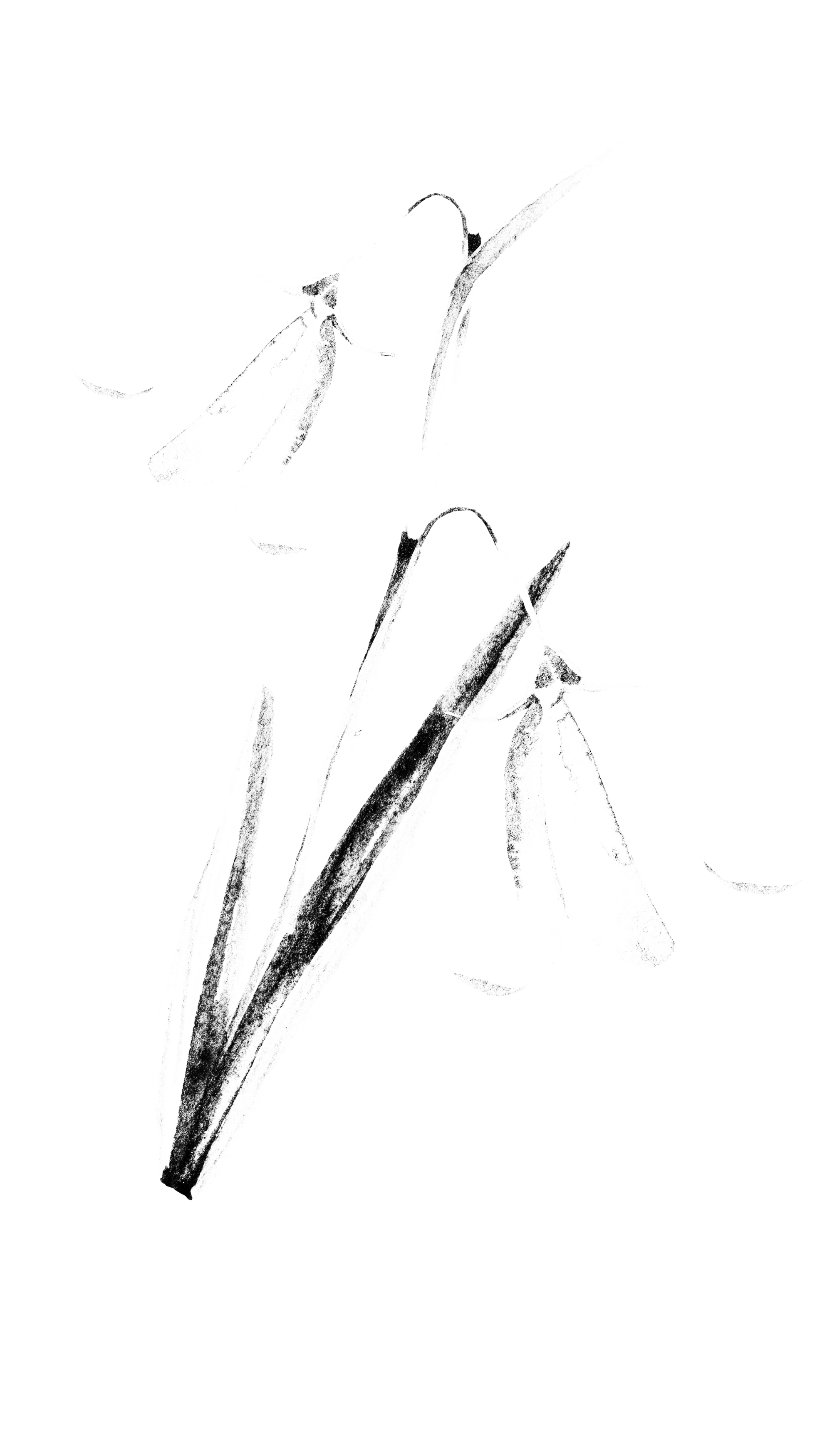 SILENT FLOWER